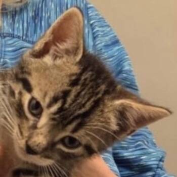 Oliver -  Domestic Short Hair Cat for Adoption in Danbury, Connecticut - Oliver | PetCurious
