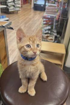 American Shorthair Cats Available for Adoption in Newport, Kentucky - Ranch | PetCurious