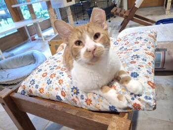 Napoleon G. -  Domestic Short Hair Cat for Adoption in West Peoria, Illinois - Napoleon G. | PetCurious