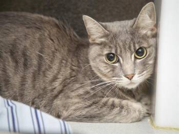 Domestic Short Hair Cats Available for Adoption in Phoenix, Arizona - PEPPER | PetCurious