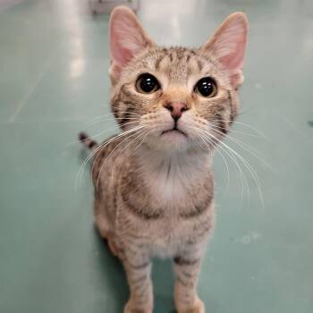 Benji - Home to Home -  Domestic Short Hair Cat for Adoption in South Elgin, Illinois - Benji - Home To Home | PetCurious