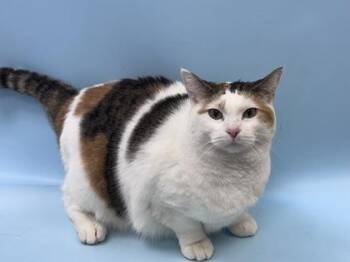 Sasha -  Domestic Short Hair Cat for Adoption in Woodbury, Minnesota - Sasha | PetCurious