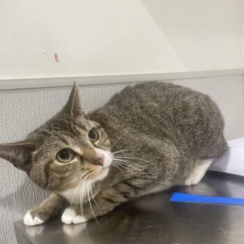Domestic Short Hair Cats Available for Adoption in Tampa, Florida - Ziva | PetCurious