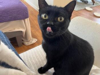 Rescue Domestic Short Hair Cats for Adoption in Eagle Point, Oregon - Ms. Lady Hepburn | PetCurious