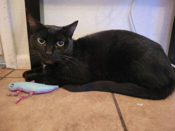 Domestic Short Hair Cats Available for Adoption in Chandler, Arizona - Rei June | PetCurious