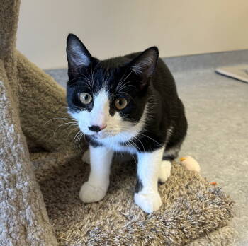 Rescue Domestic Short Hair Cats for Adoption in Arlington, Vermont - Bingo | PetCurious