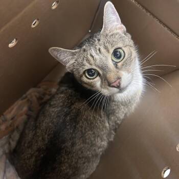 Domestic Short Hair Cats Available for Adoption - Laysha | PetCurious