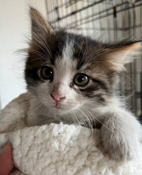 Giselle -  Domestic Medium Hair Cat for Adoption in Thompson Falls, Montana - Giselle | PetCurious