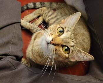 Lassen -  Domestic Short Hair Cat for Adoption in Tucson, Arizona - Lassen | PetCurious