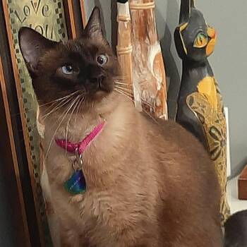 Siamese Cats Available for Adoption - Pinkie Pie | PetCurious