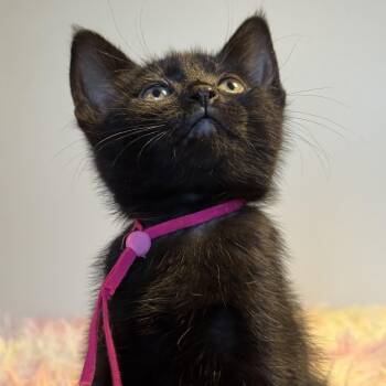 Padme -  Domestic Short Hair Cat for Adoption in Wilsonville, Oregon - Padme | PetCurious