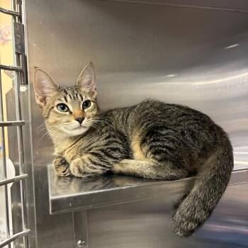 Harry -  Domestic Short Hair Cat for Adoption in NEW PT RICHEY, Florida - Harry | PetCurious