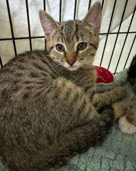 Rescue Domestic Short Hair Cats for Adoption in Novato, California - Montego | PetCurious