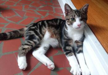 Rescue Domestic Short Hair Cats for Adoption in Washington, North Carolina - Munchkin | PetCurious