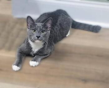 Remus Sunset -  Domestic Short Hair Cat for Adoption in Mount Laurel Township, New Jersey - Remus Sunset | PetCurious