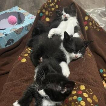 Strange Brew -  Domestic Short Hair Cat for Adoption in Indianapolis, Indiana - Strange Brew | PetCurious