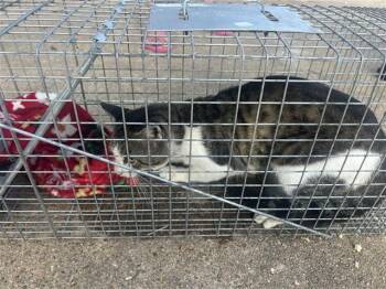 A660655 -  Domestic Short Hair Cat for Adoption in Houston, Texas - A660655 | PetCurious