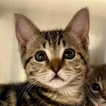 Shoulders -  Domestic Short Hair Cat for Adoption in Walnut Creek, California - Shoulders | PetCurious