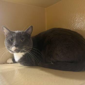 Razzle -  Domestic Short Hair Cat for Adoption in Claresholm, Alberta - Razzle | PetCurious