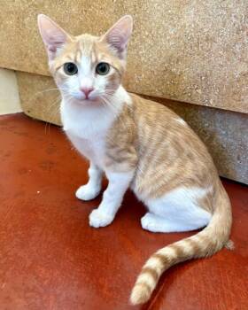 Cass -  Domestic Short Hair Cat for Adoption in Novato, California - Cass | PetCurious