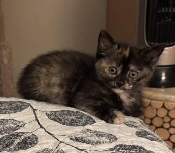 Dyna -  Domestic Short Hair Cat Available for Adoption in Pickering, Ontario - Dyna | PetCurious