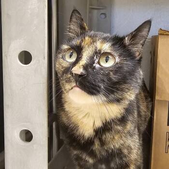 Domestic Short Hair Cats Available for Adoption in Cedar Rapids, Iowa - Lenna | PetCurious