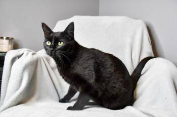 Domestic Short Hair Cats Available for Adoption in Yakima, Washington - Atomi | PetCurious