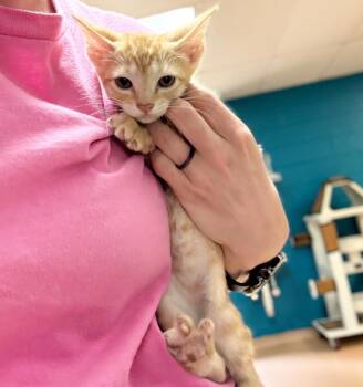 Gaston -  Tabby Cat for Adoption in Nacogdoches, Texas - Gaston | PetCurious