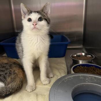 Ishmael -  Domestic Short Hair Cat Available for Adoption in La Grange Park, Illinois - Ishmael | PetCurious