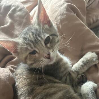 Domestic Short Hair Cats Available for Adoption in Evansville, Indiana - Brandy | PetCurious
