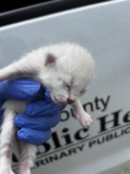 Domestic Short Hair Cats Available for Adoption in Houston, Texas - A653632 | PetCurious