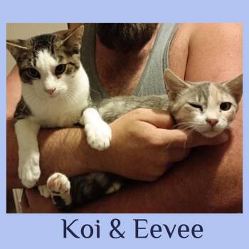 Rescue Tabby Cats for Adoption in Lawton, Oklahoma - KOI | PetCurious