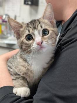 Rescue Domestic Short Hair Cats for Adoption in Canfield, Ohio - MIDGE | PetCurious