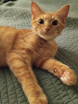 POPPY (Rare Orange Female) -  Domestic Short Hair Cat for Adoption in Chattanooga, Tennessee - POPPY (Rare Orange Female) | PetCurious