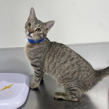 Domestic Short Hair Cats Available for Adoption in Tampa, Florida - Randall | PetCurious