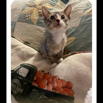 Hayden & Olive BONDED -  Domestic Short Hair Cat for Adoption in Boca Raton, Florida - Hayden & Olive BONDED | PetCurious
