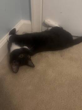 Armani -  Domestic Short Hair Cat for Adoption in Littlestown, Pennsylvania - Armani | PetCurious