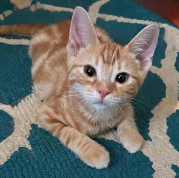 Alexi -  Domestic Short Hair Cat for Adoption in Little Rock, Arkansas - Alexi | PetCurious
