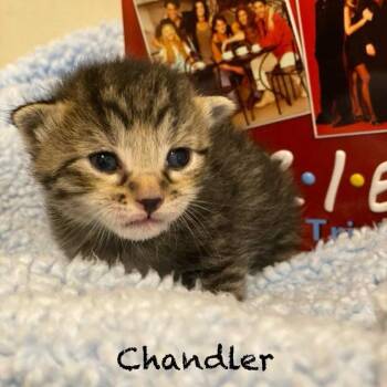 Chandler -  Domestic Short Hair Cat for Adoption in Centerville, Tennessee - Chandler | PetCurious