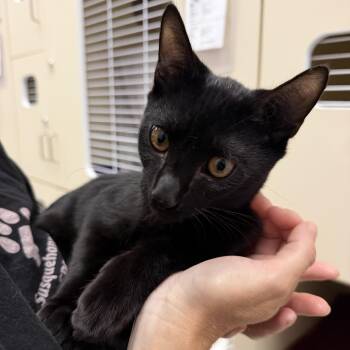 Louis Vuitton -  Domestic Short Hair Cat for Adoption in Cooperstown, New York - Louis Vuitton | PetCurious