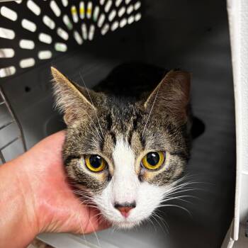 Domestic Short Hair Cats Available for Adoption in Ottawa, Kansas - Indy | PetCurious
