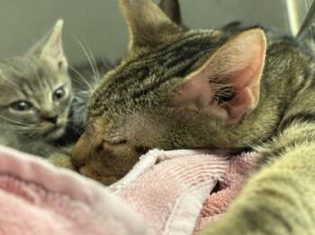 Rescue Domestic Short Hair Cats for Adoption in Batavia, Ohio - Tasty | PetCurious