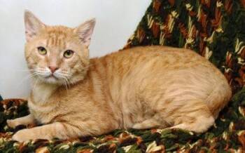 Domestic Short Hair Cats Available for Adoption - Gus | PetCurious