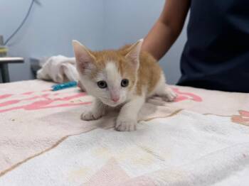 Ezali -  Domestic Short Hair Cat for Adoption in Raleigh, North Carolina - Ezali | PetCurious