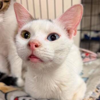Laiken -  Domestic Short Hair Cat for Adoption in Wichita, Kansas - Laiken | PetCurious