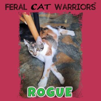 Rogue -  Domestic Short Hair Cat for Adoption in Kingman, Arizona - Rogue | PetCurious