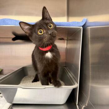 Pearl -  Domestic Short Hair Cat for Adoption in Buffalo, New York - Pearl | PetCurious