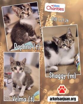 Domestic Short Hair Cats Available for Adoption in San Juan Capistrano, California - Scooby Doo Kittens | PetCurious