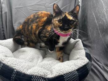 MIA -  Domestic Short Hair Cat Available for Adoption in Grovetown, Georgia - MIA | PetCurious