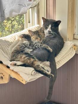 Rescue Domestic Short Hair Cats for Adoption in Melrose, Massachusetts - TT And Penny | PetCurious
